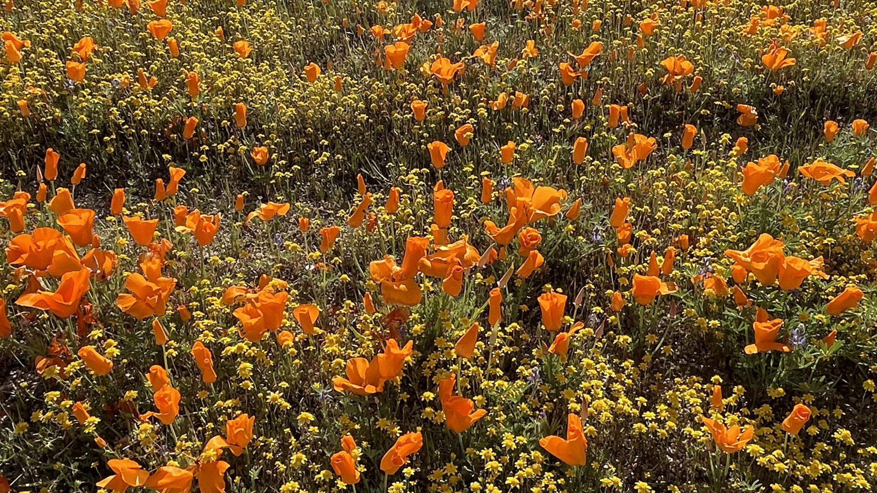 a field of orange poppies