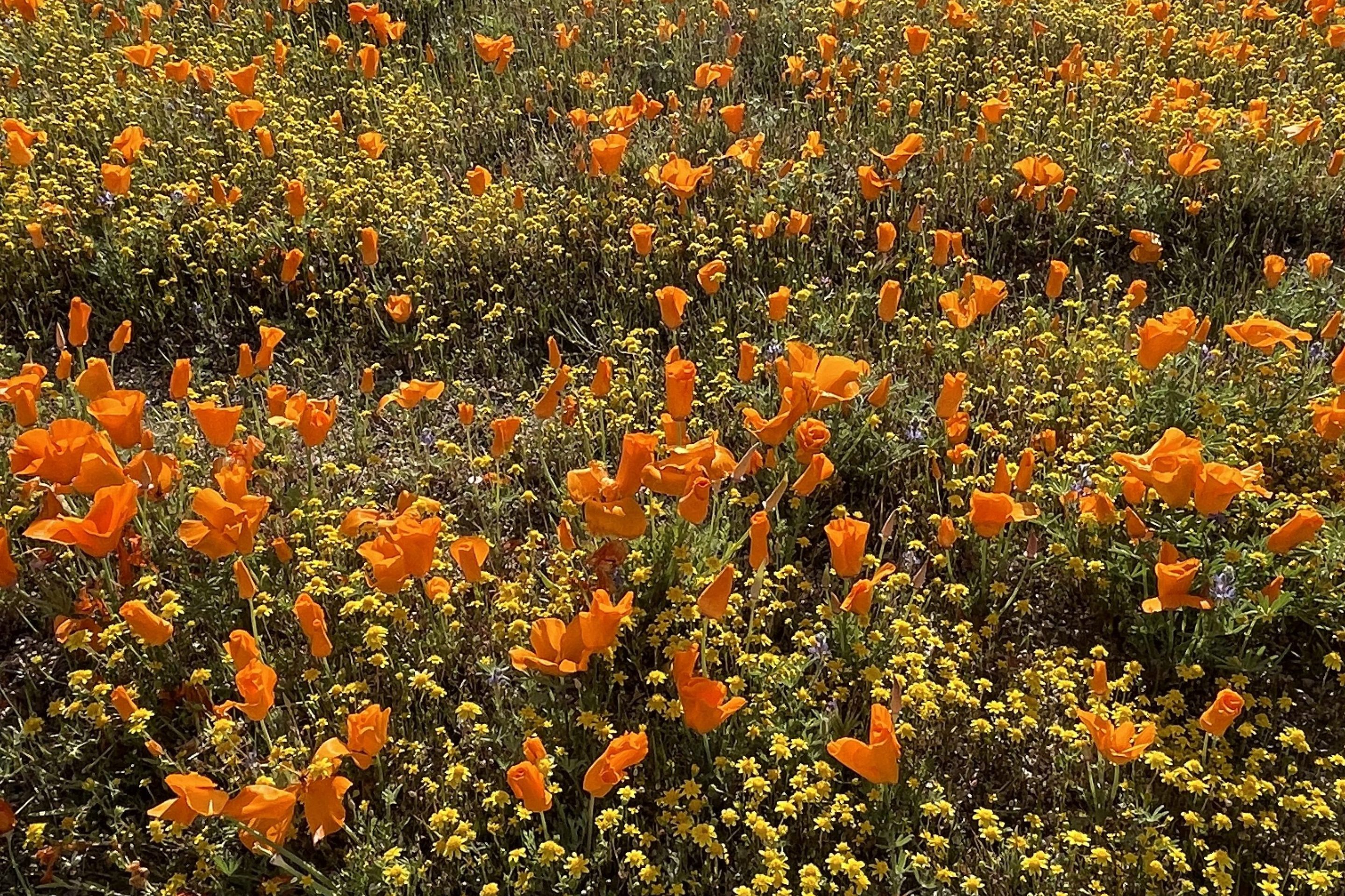 a field of orange poppies