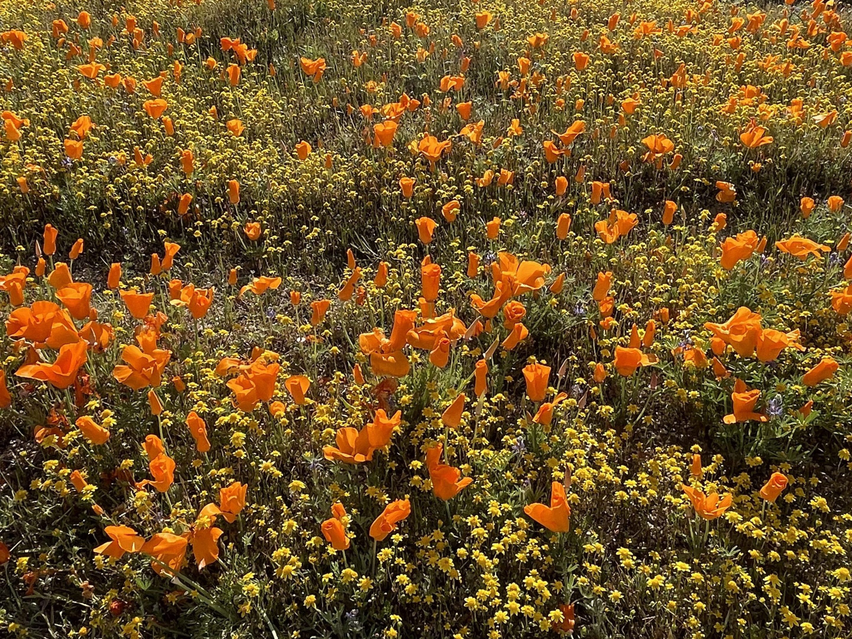 a field of orange poppies