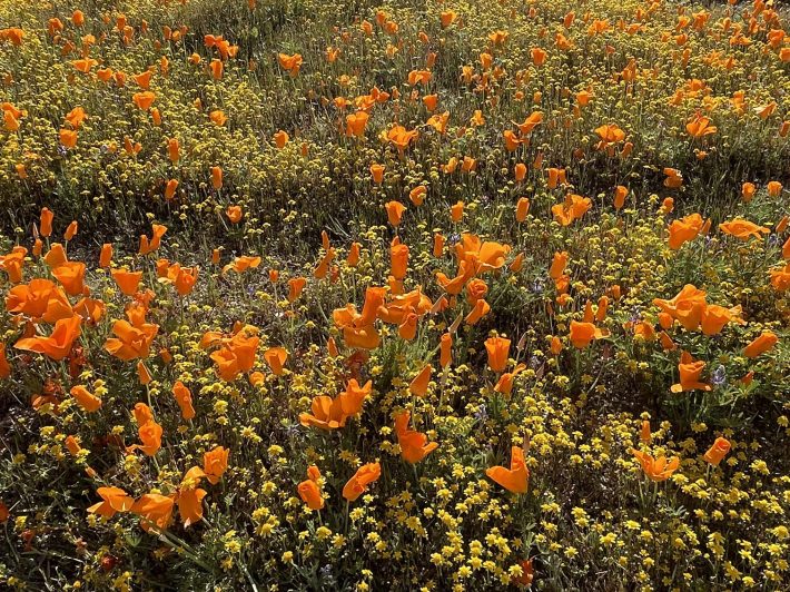 a field of orange poppies