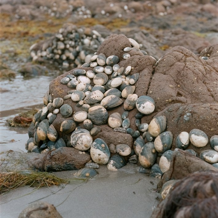Photography by artist Mercedes Dorame of dozens of multicolored stones atop a larger rock on what appears to be the wet shores of a beach