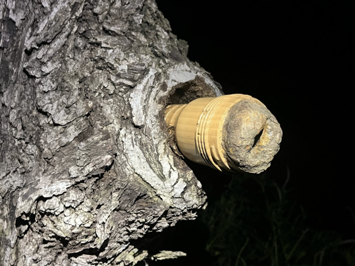 a fleshlight made to resemble tree bark placed inside a tree's knot hole