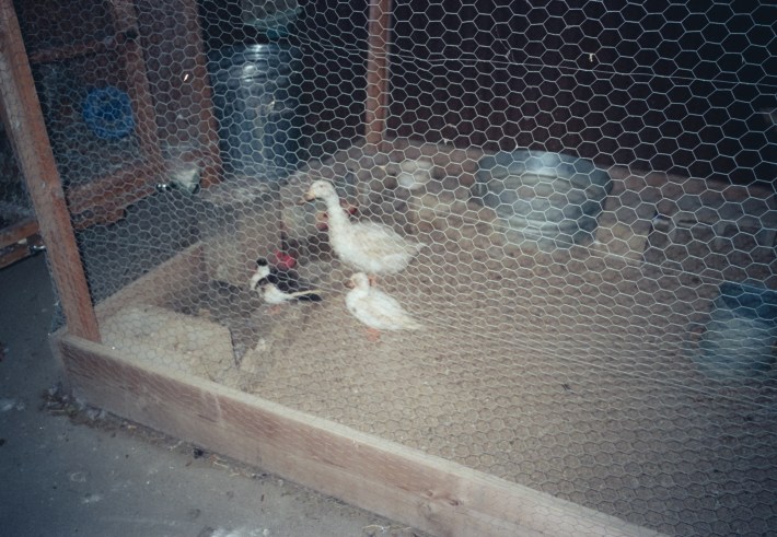 several ducks in a cage with food bowls