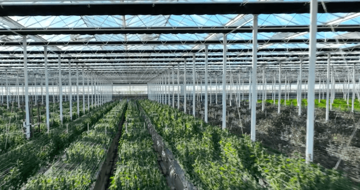 a weed growing facility