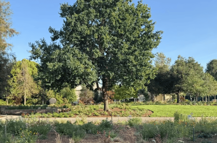 a large oak tree in a meadow