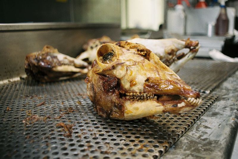 A lamb head—cabeza—cooked barbacoa-style at El Taurino.