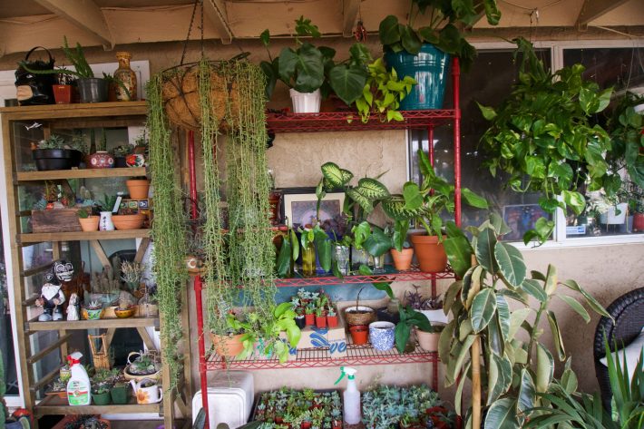 Plantitas.
