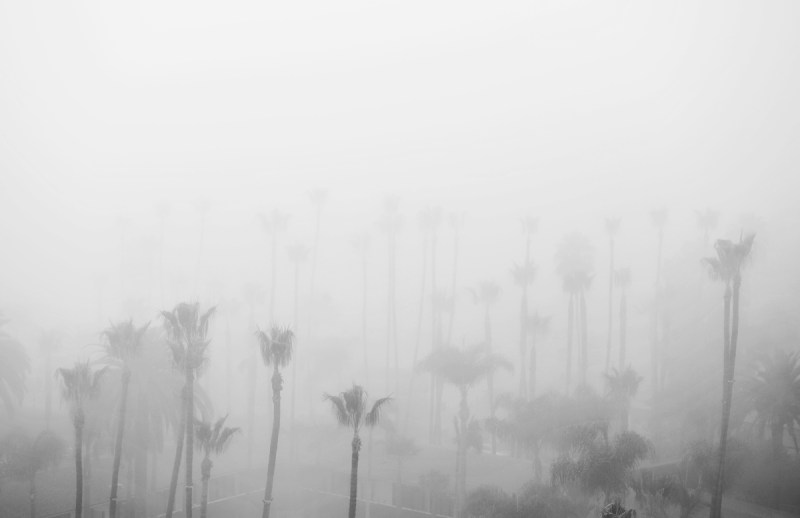 Hollywood Palms With Morning Fog #1