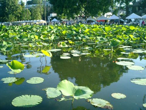 Lotus in Echo Park