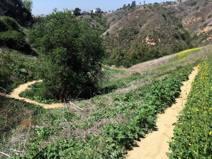 Sycamore Switchback Trail