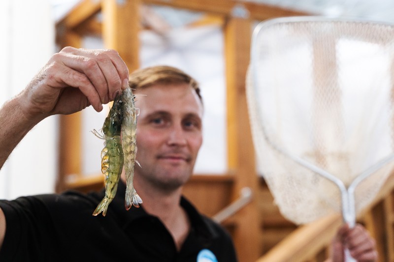 Steve Sutton holding his farm-raised shrimp.