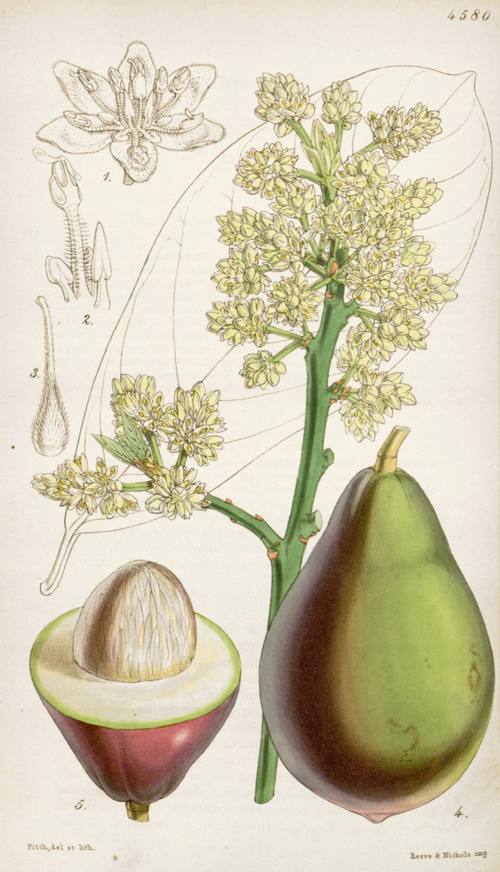 avocado-botanical-illustration-circa-1851