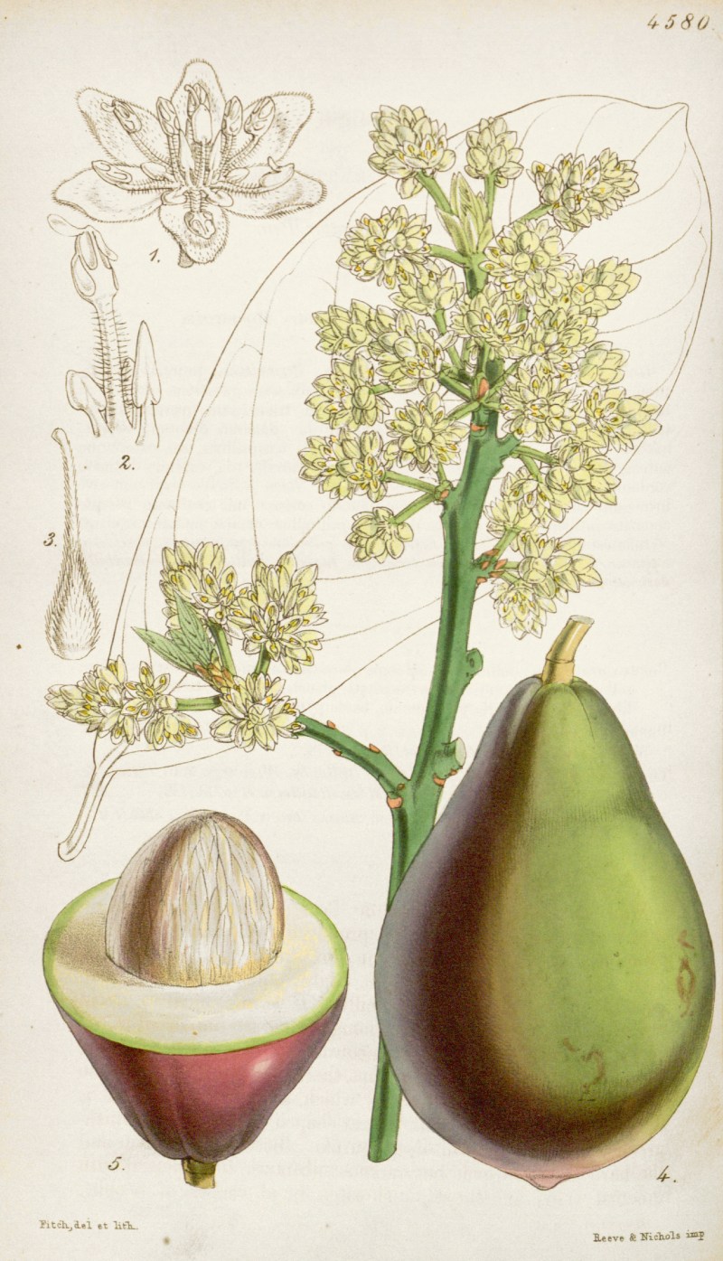 avocado-botanical-illustration-circa-1851