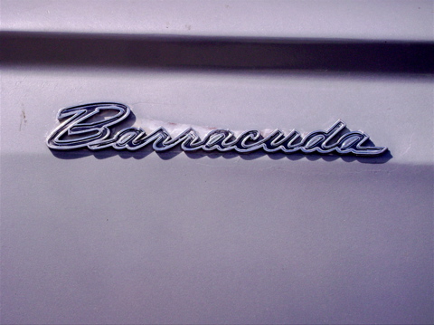 barracuda4.jpg
