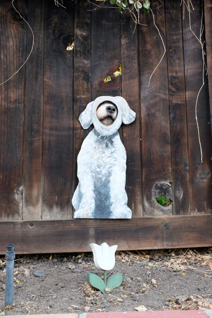 dog peeking through fence hollywood