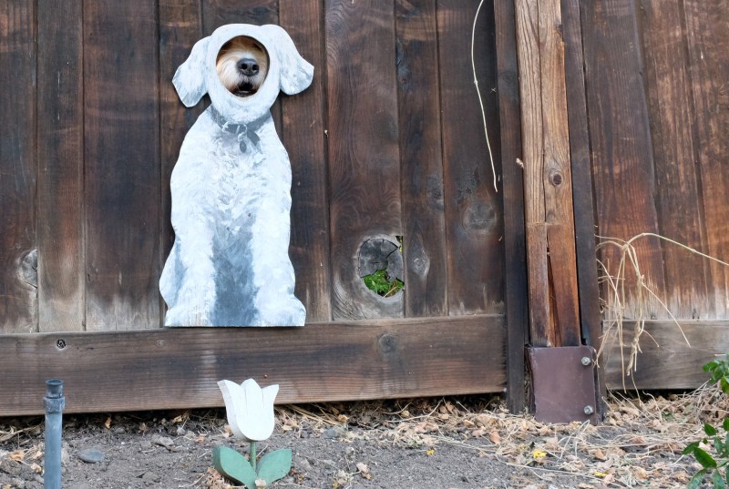 dog peeking through hole in fence
