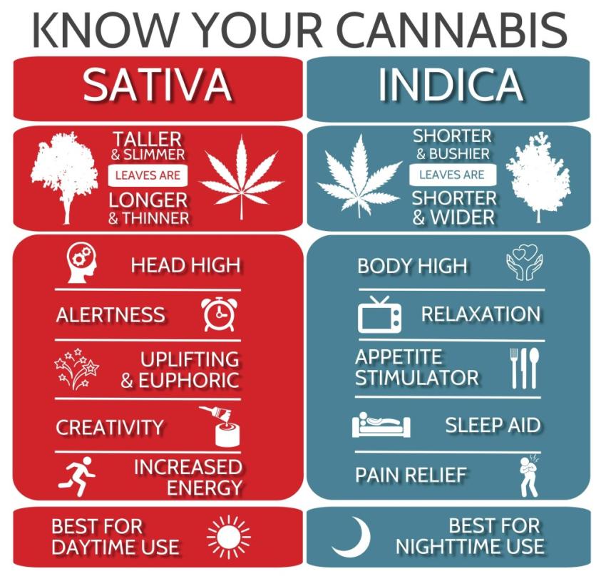 The History of Sativa vs Indica ~ Why Everything You've Smoked is ...