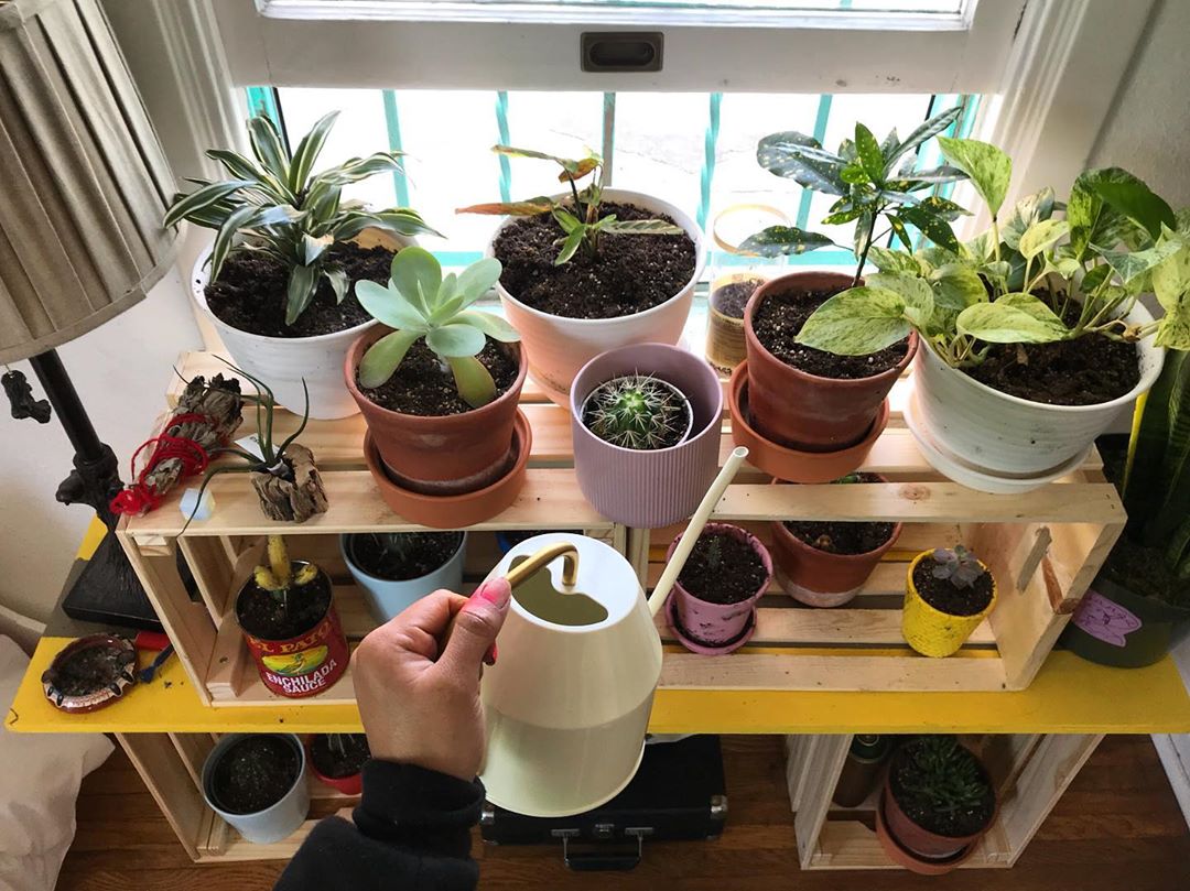 For Latinx Millennials, Being 'Plant Parents' Isn’t About Privilege or ...