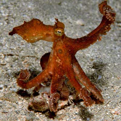 octopus-6