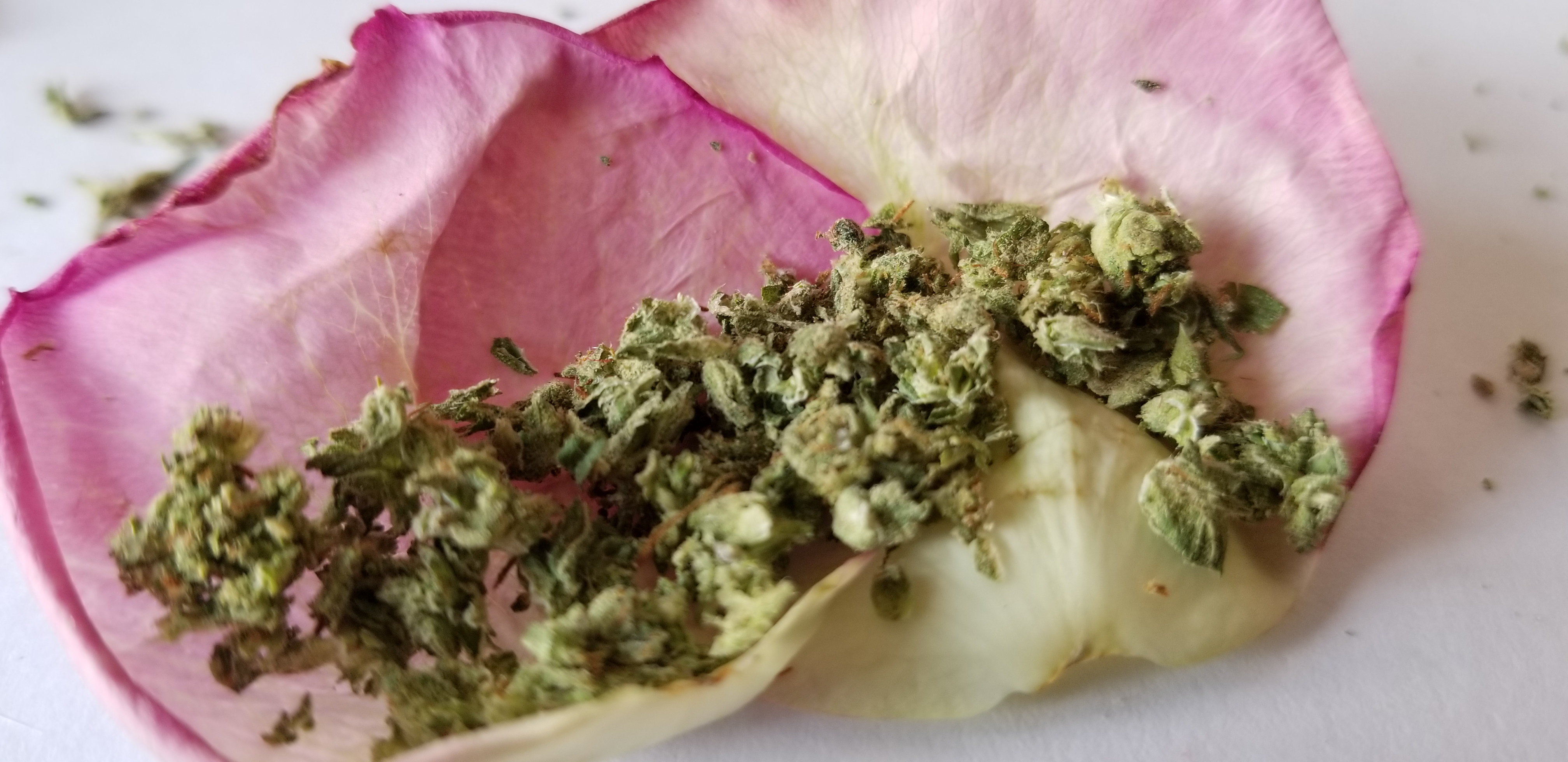 Art of Rolling a Rose Blunt: Add A Floral Twist to Your Smoking