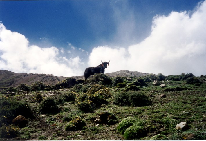 tibet521 tibet521