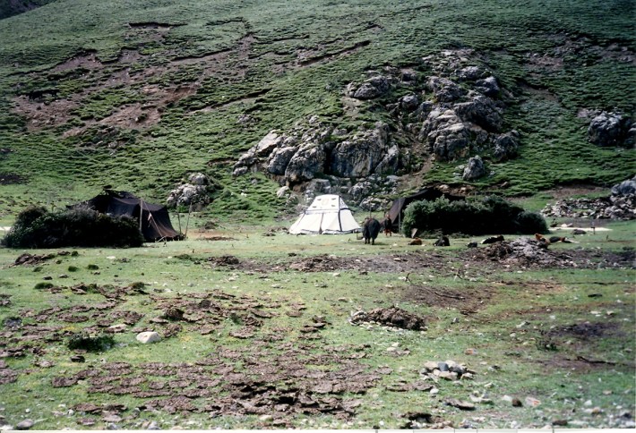 tibet551 tibet551