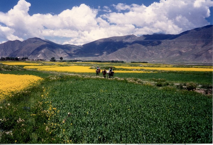 tibet581 tibet581